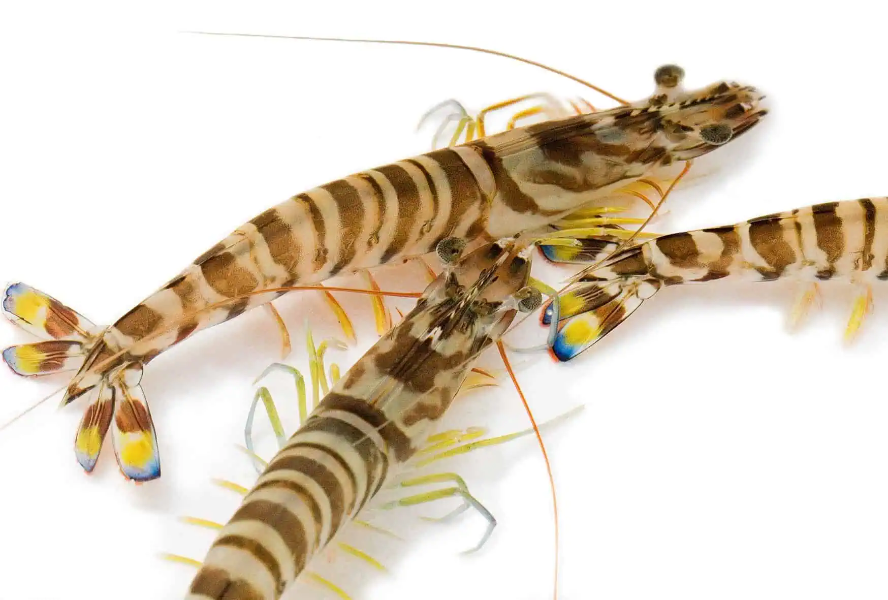 Kuruma prawns with striped shells and bright tail fans on a white background