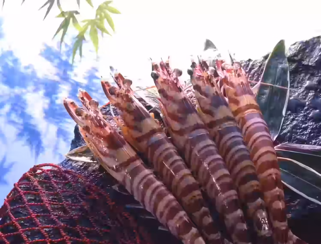 Himeshima kuruma prawns, striped farm-raised prawns from Oita