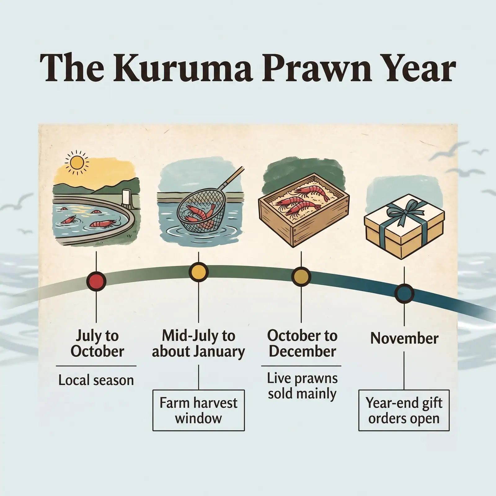 Illustration of the Himeshima kuruma prawn year: local season, harvest window, live prawn sales and year-end gift orders