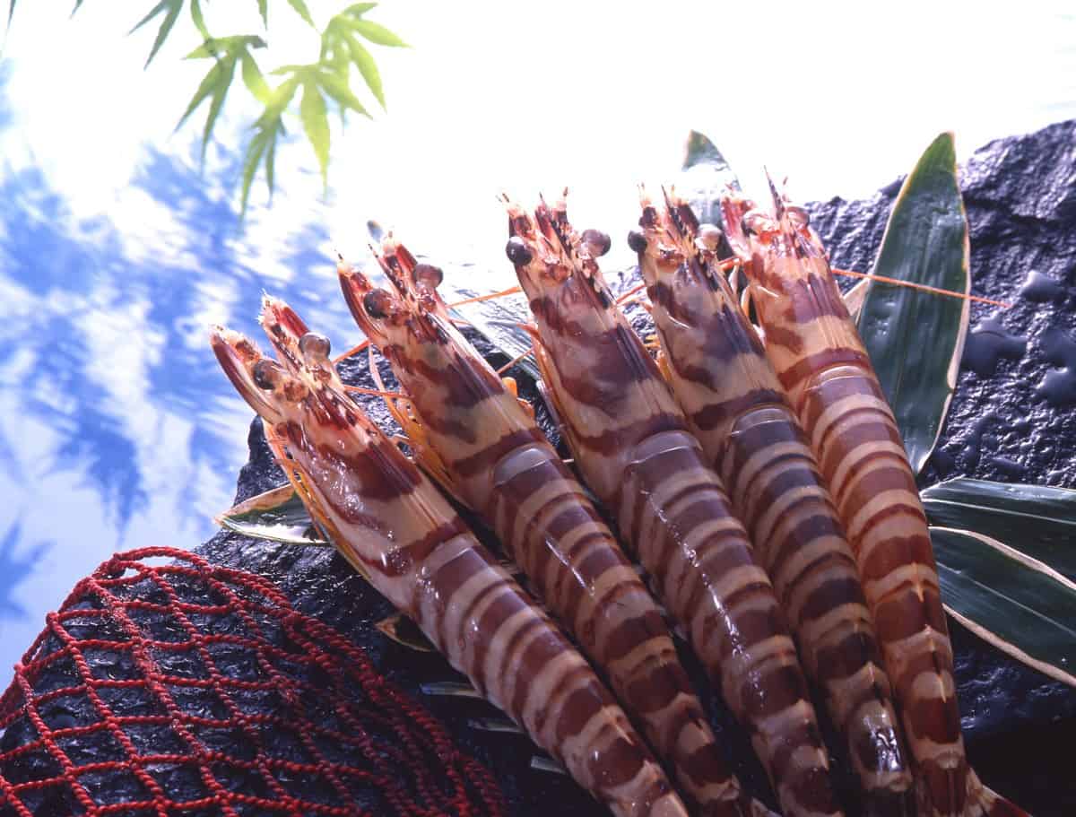 Himeshima Kuruma Prawn (姫島車えび)