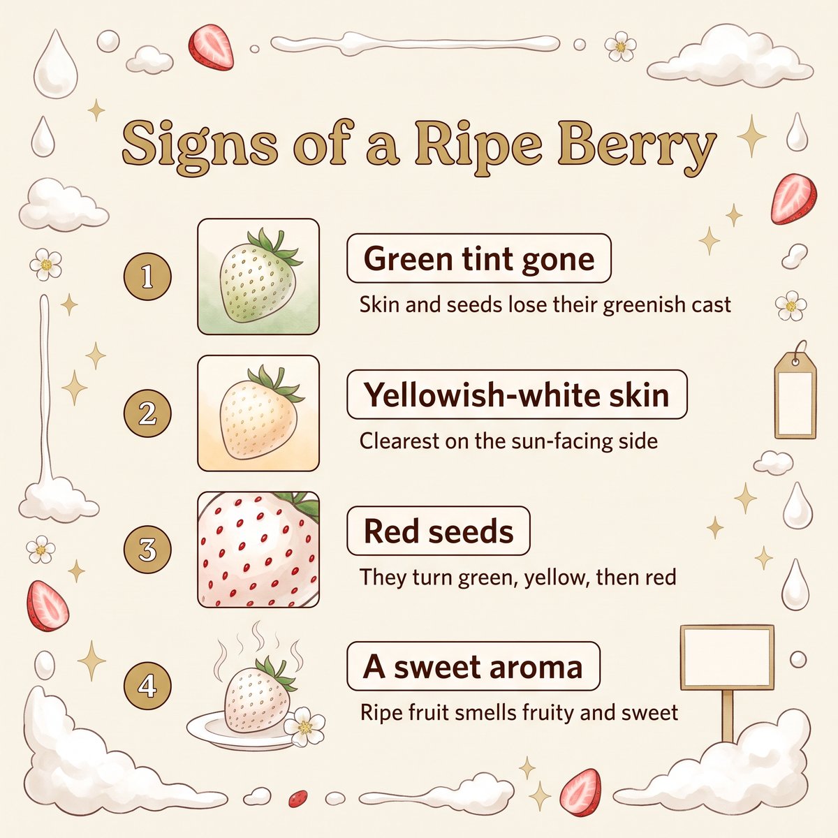 Illustration of four signs of a ripe Milky Berry: no green tint, yellowish-white skin, red seeds and a sweet aroma