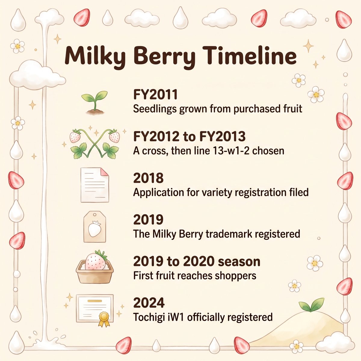 Illustration timeline of Milky Berry from 2011 seedlings to its 2024 official registration