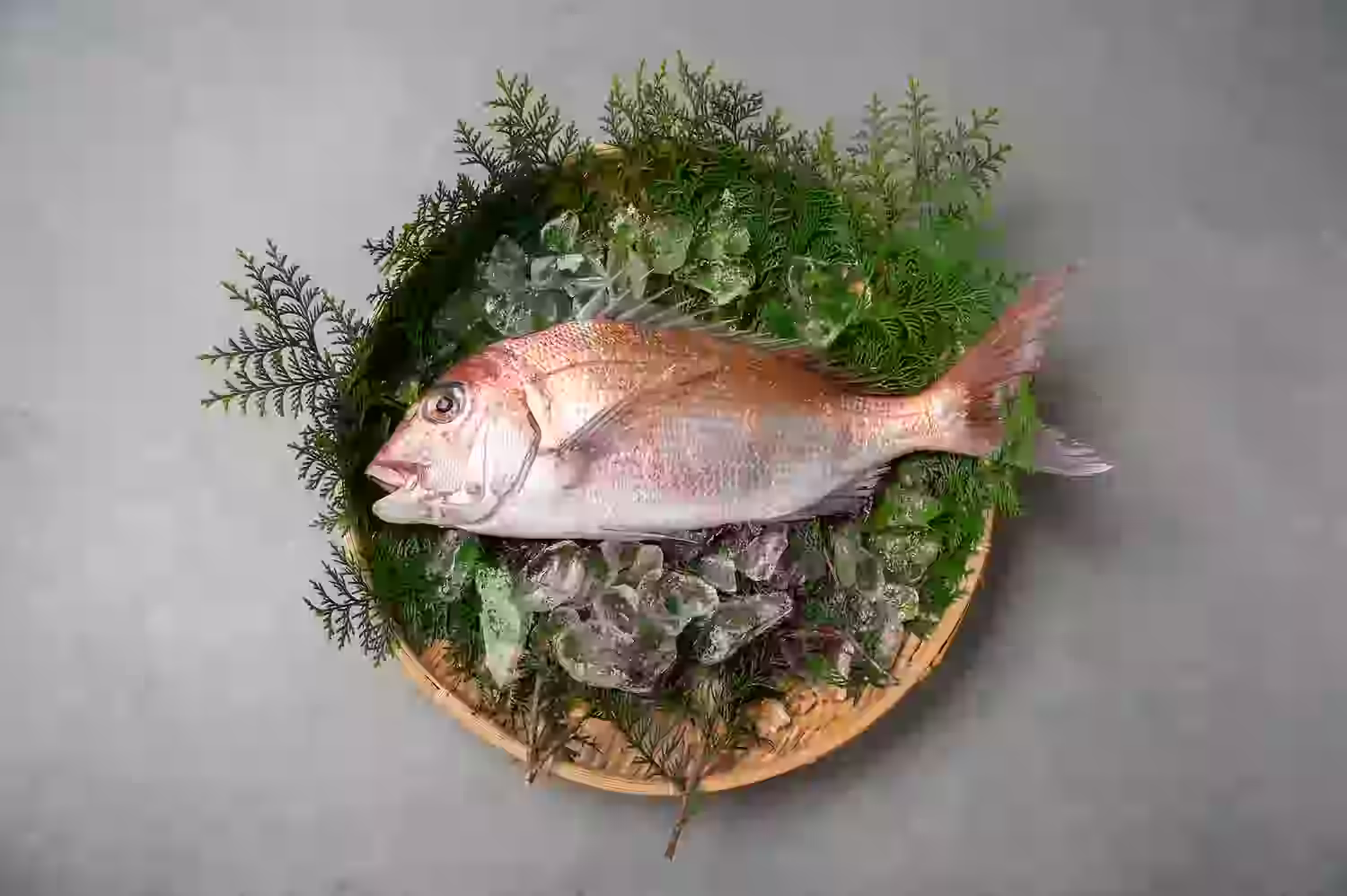 naruto tai - 鳴門鯛