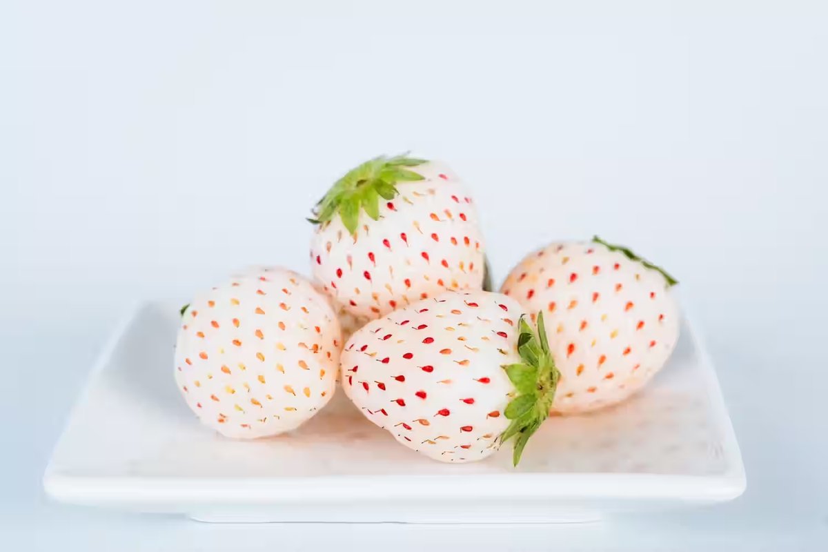 Four Pearl White strawberries on a white square plate, pale skin dotted with red and gold seeds