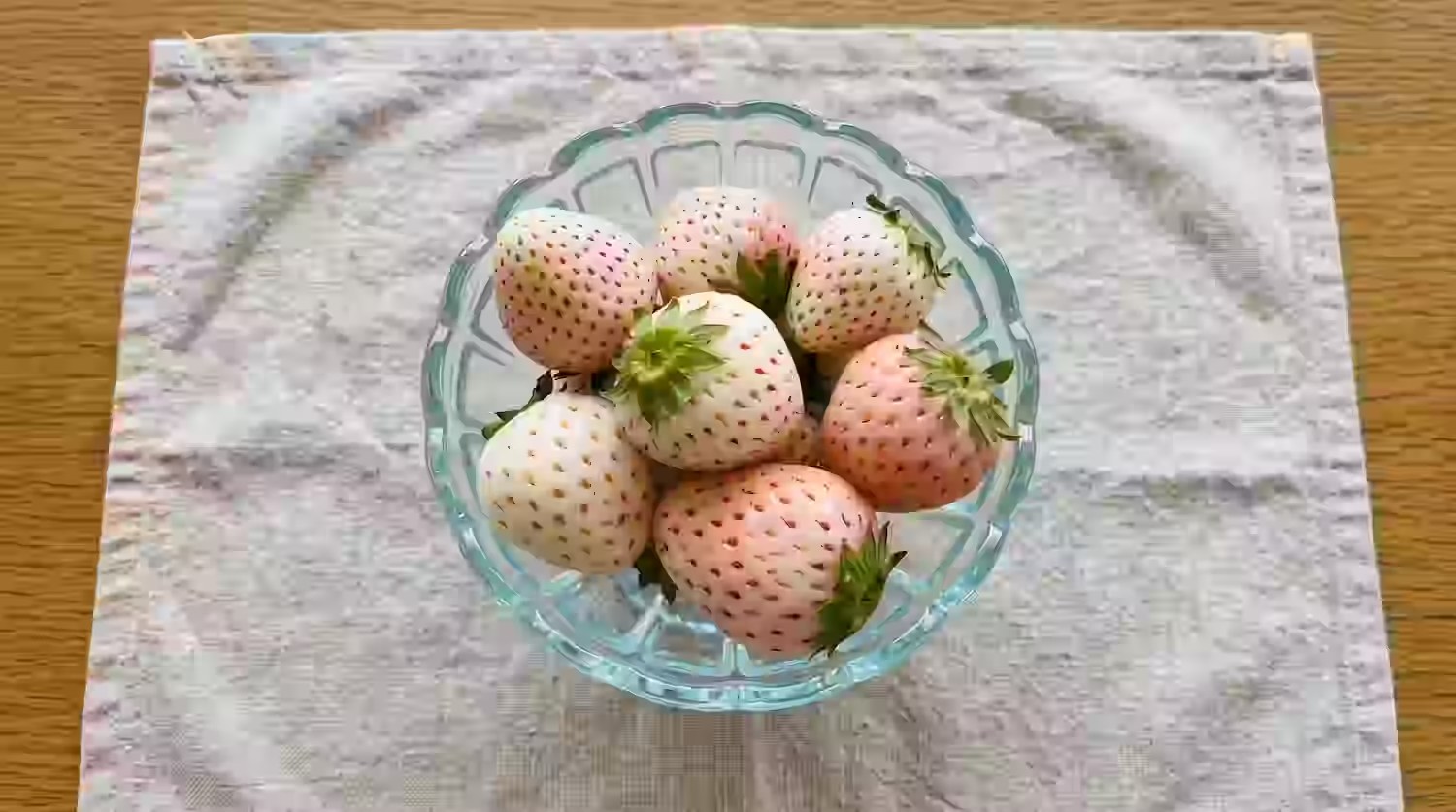 Pearl White Strawberry (パールホワイト)
