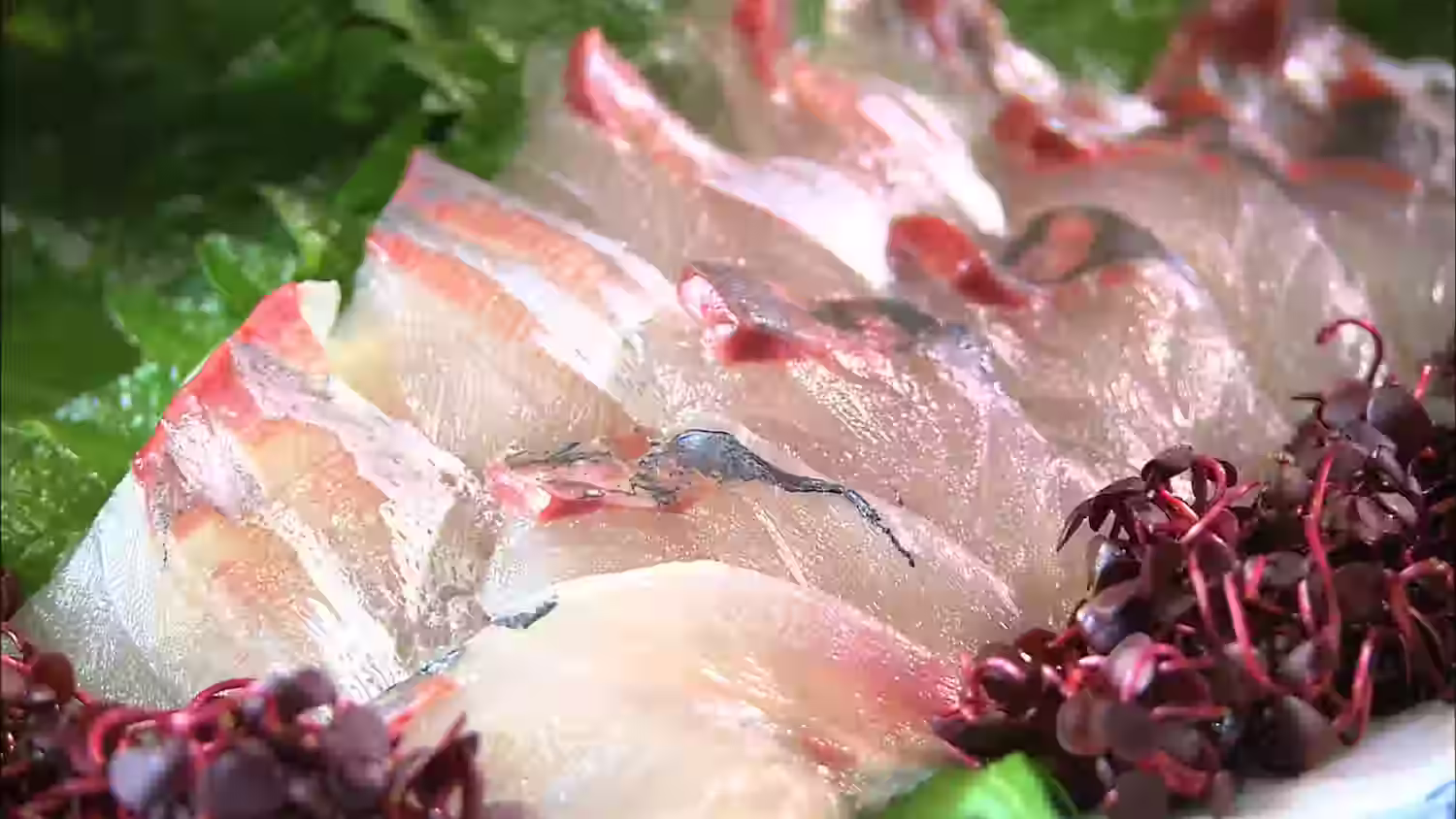 seki aji 関あじ