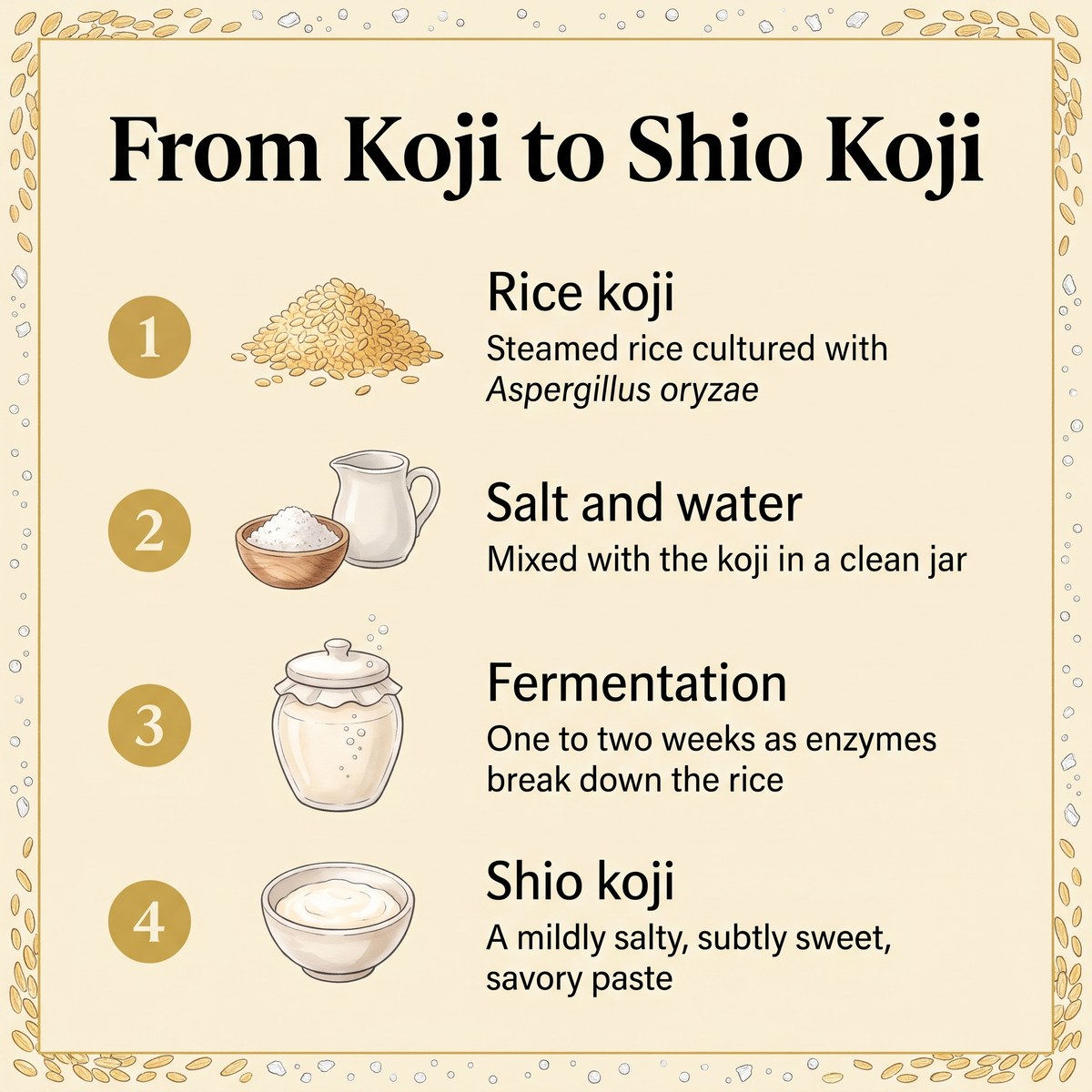 Schéma illustré en quatre étapes : du koji de riz, du sel et de l'eau, par la fermentation, jusqu'au shio koji terminé