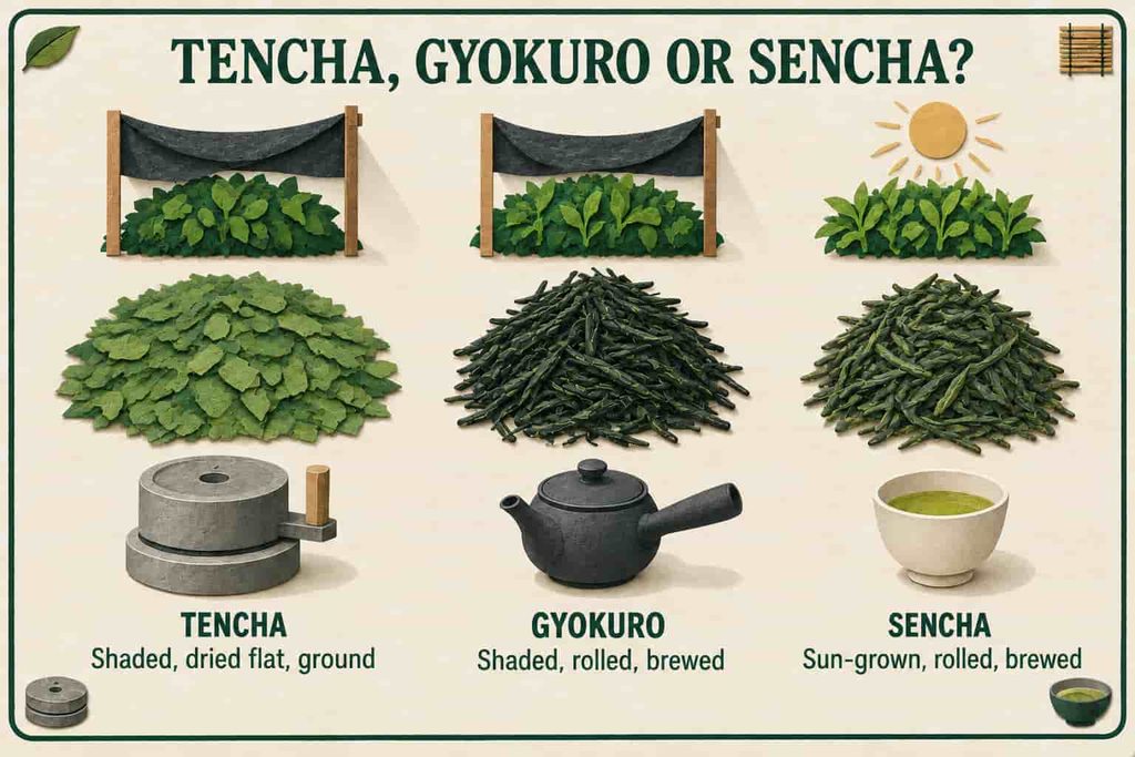 Tencha compared with gyokuro and sencha: flat unrolled tencha flakes beside rolled gyokuro and sencha needles