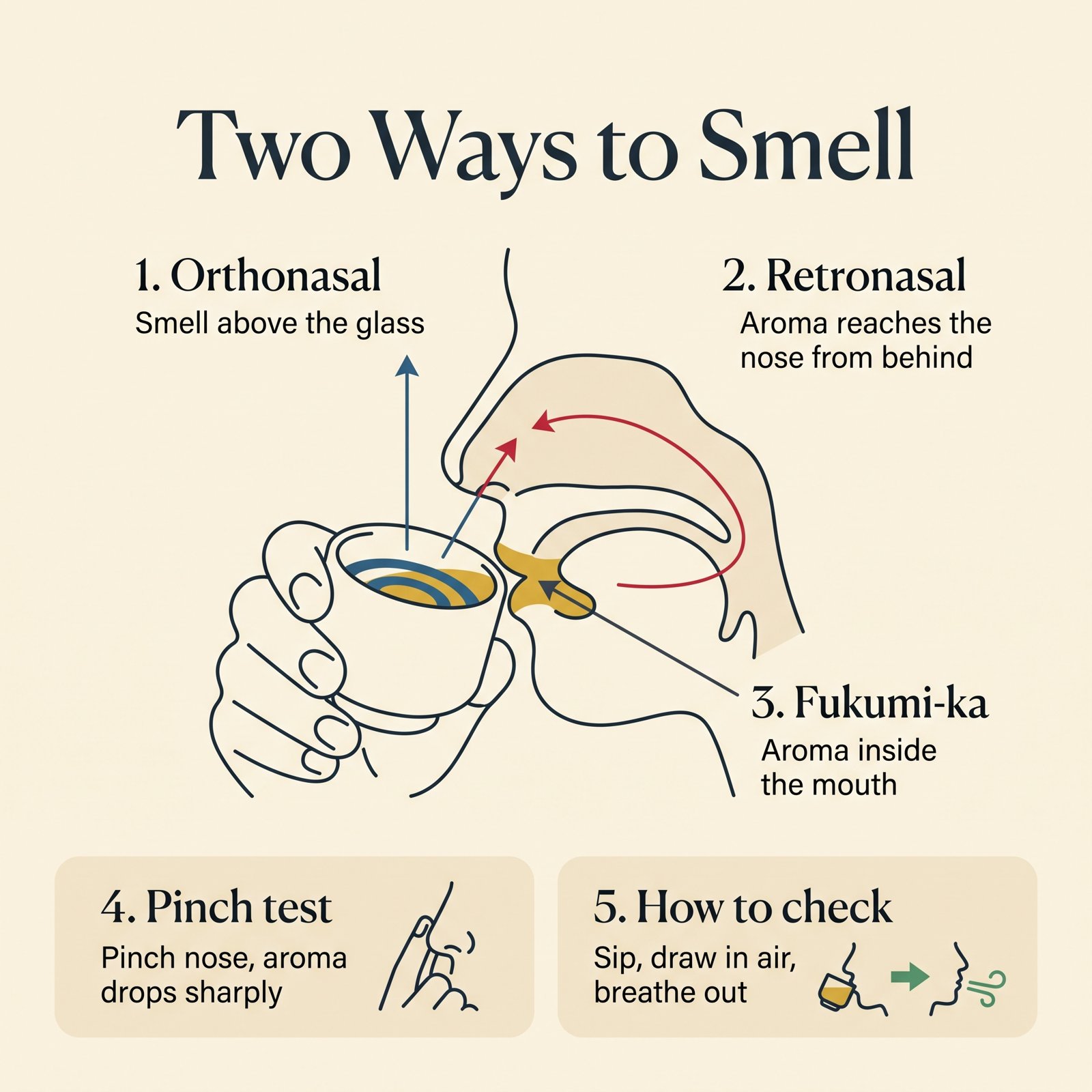 Illustration of orthonasal and retronasal aroma paths to the nose, with the pinch test and how to check