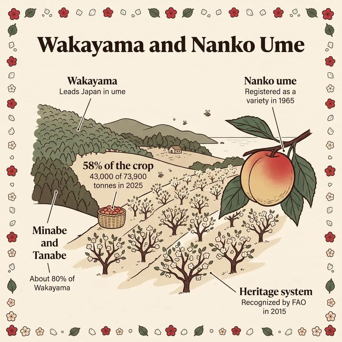Ilustrasi kebun ume di Wakayama dan ume Nanko beserta fakta produksinya