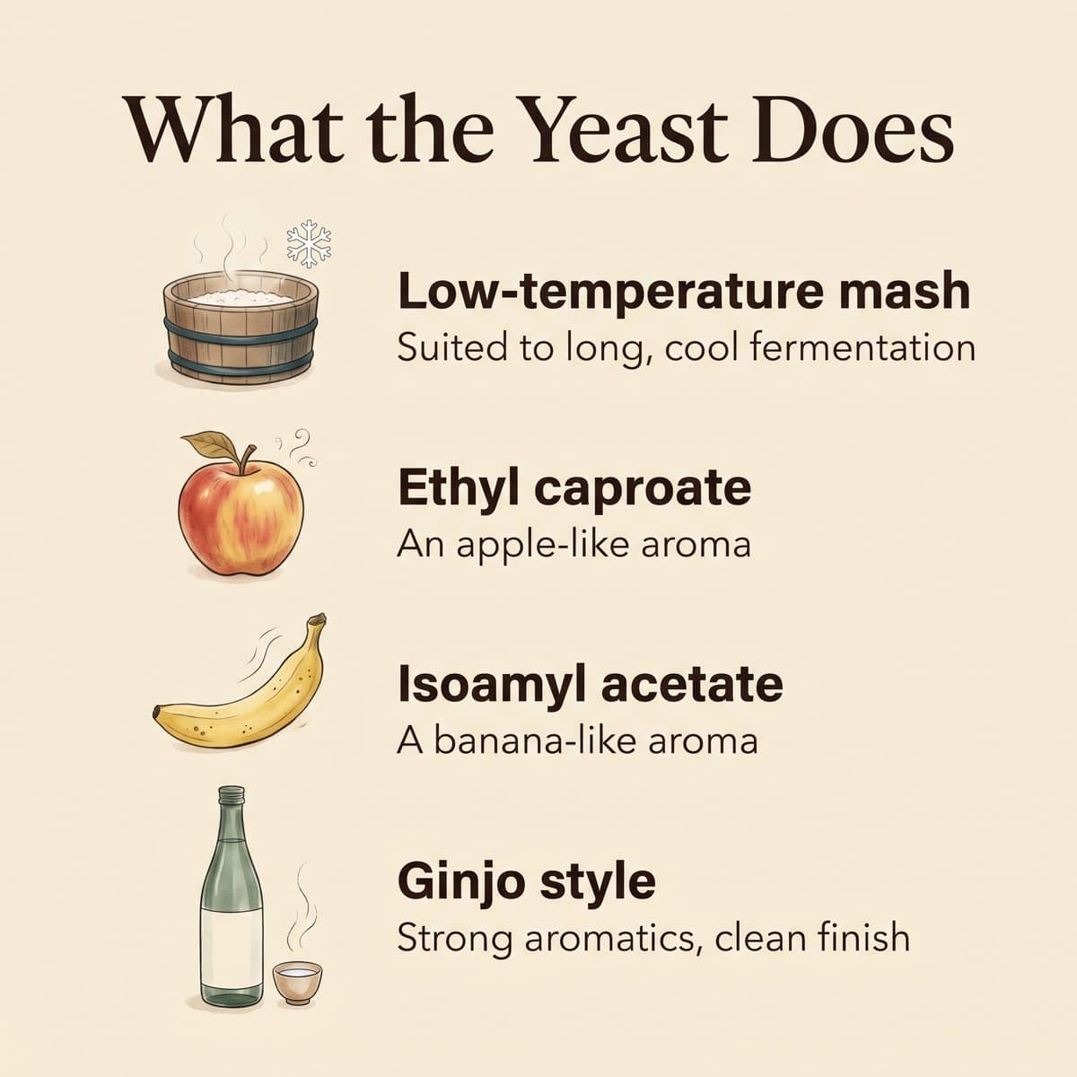 Illustration of what the yeast does: a low-temperature mash, apple-like and banana-like aromas and a ginjo style
