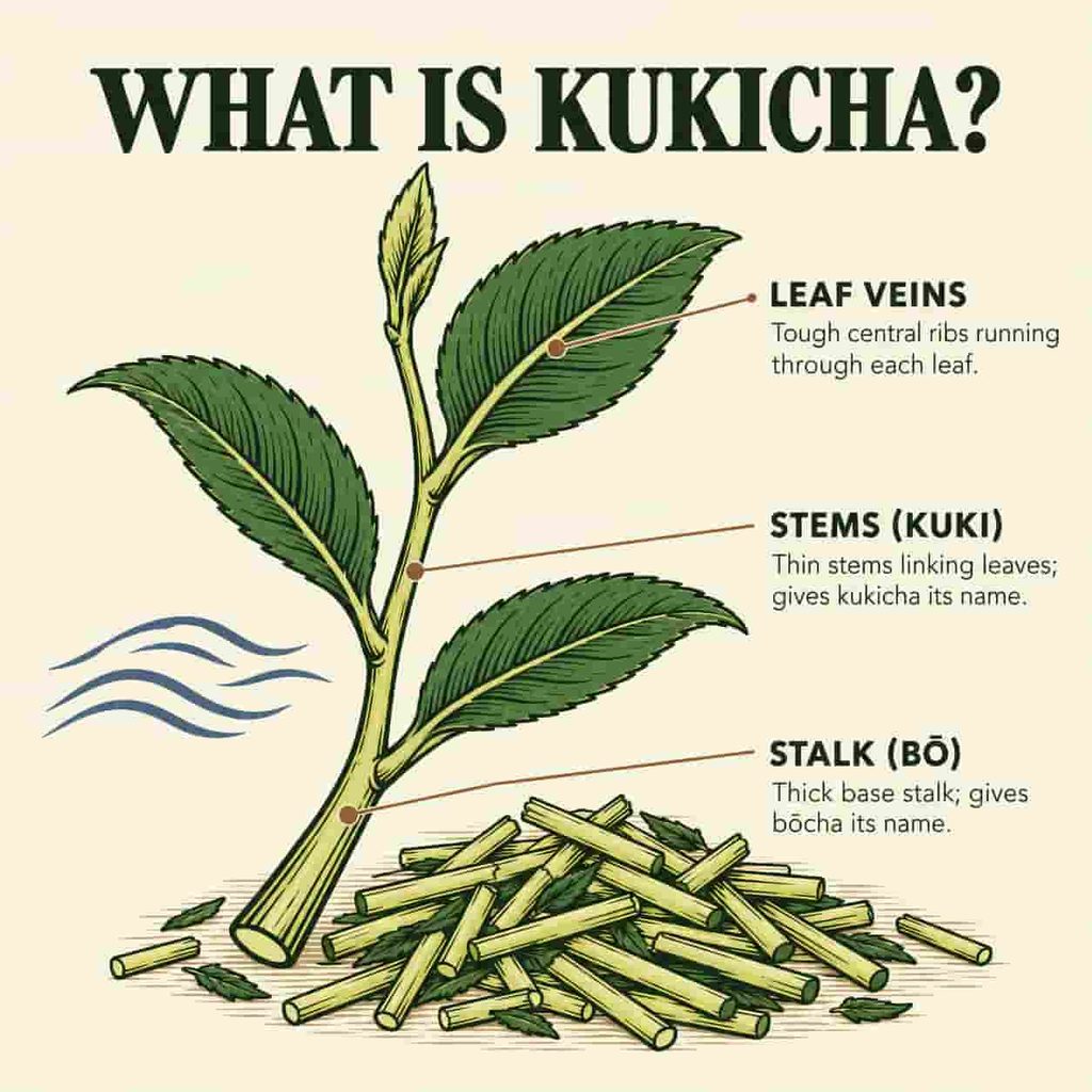 Woodcut-style diagram of a tea shoot showing the stalk, stems, and leaf veins used to make kukicha.