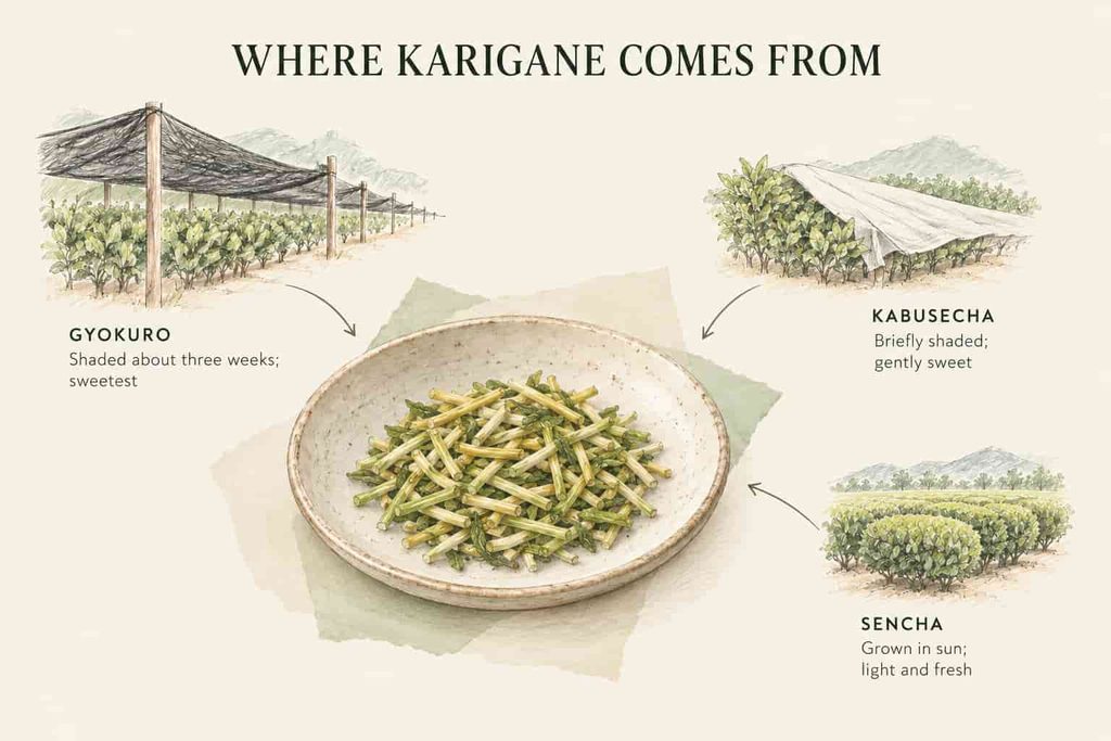 Illustrated guide to where karigane comes from: stems from gyokuro, kabusecha and sencha