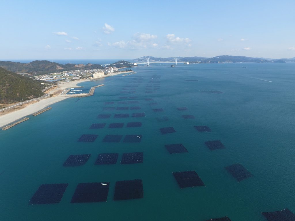 Aerial view of wakame farming rafts lined up in rows on the sea off a coastline, with a bridge in the distance