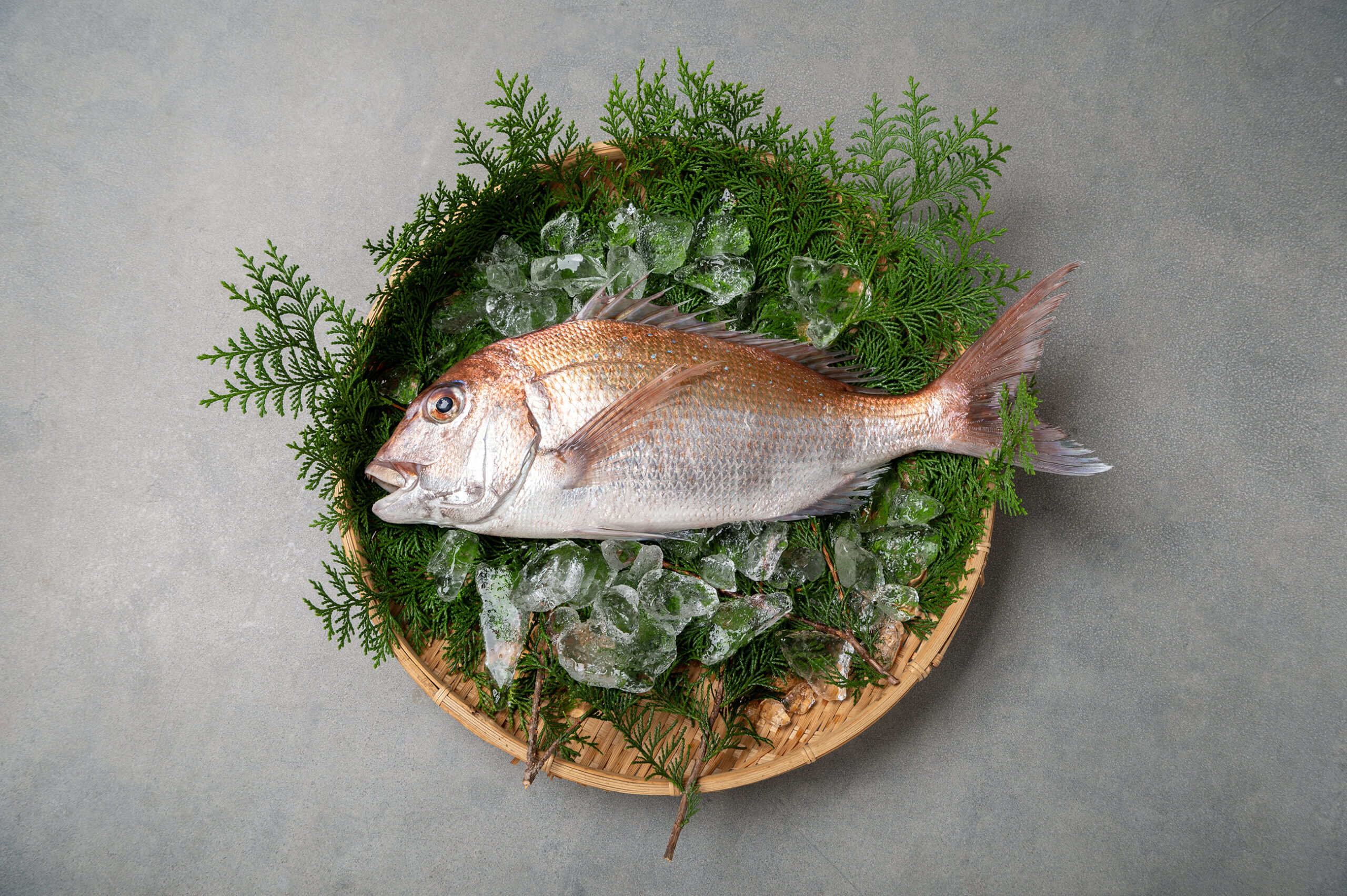 Naruto Sea Bream (鳴門鯛)